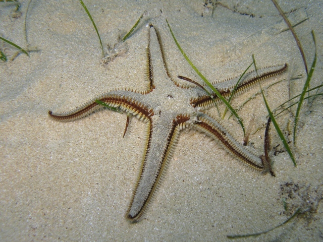 Astropecten bispinosus (Otto, 1823)